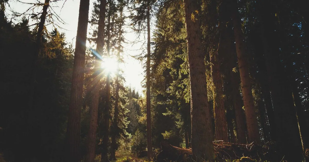 Arbejdsgivererklæring 2026: Hvad er det og hvordan får du den?