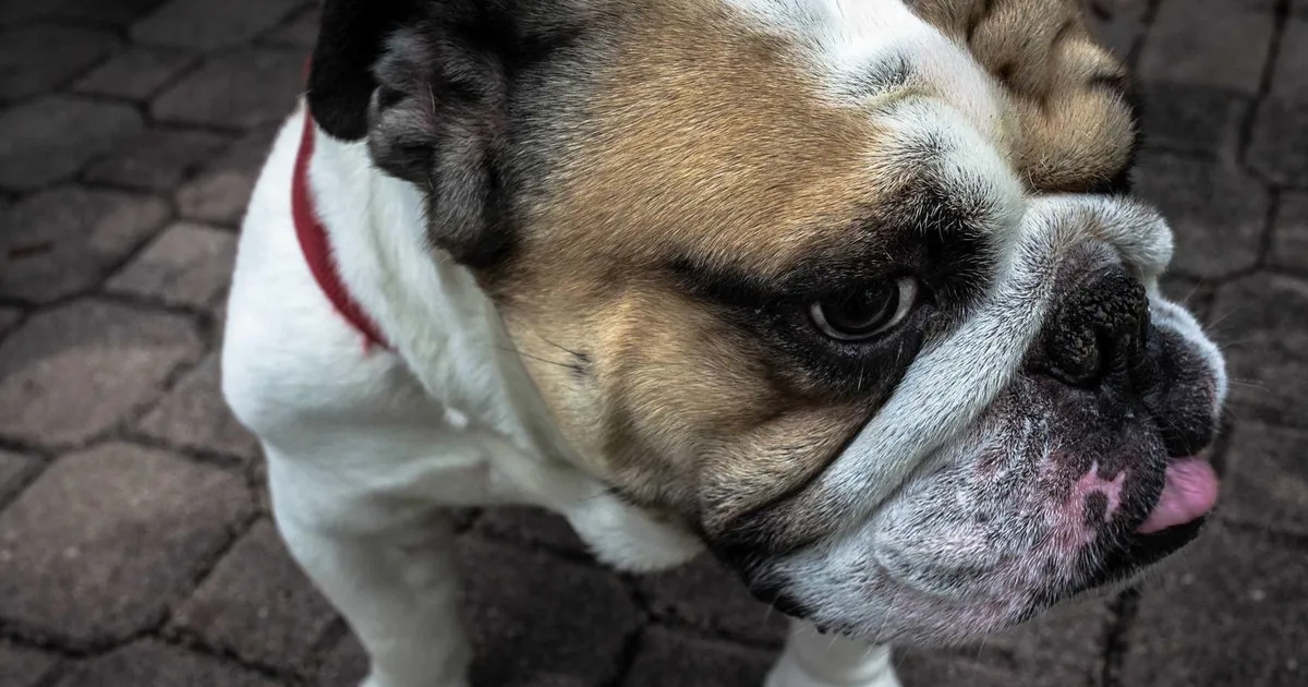 Dagpenge 2026: Komplet guide til regler, satser og rettigheder