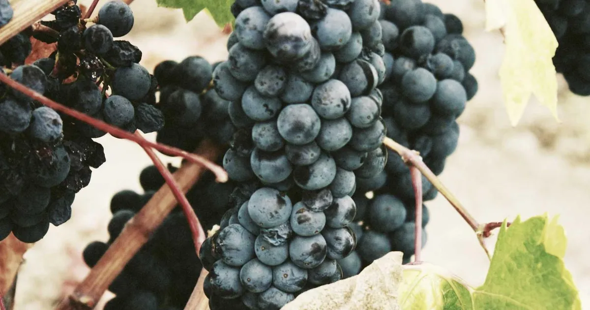 Brug AI til personlige kompetencer