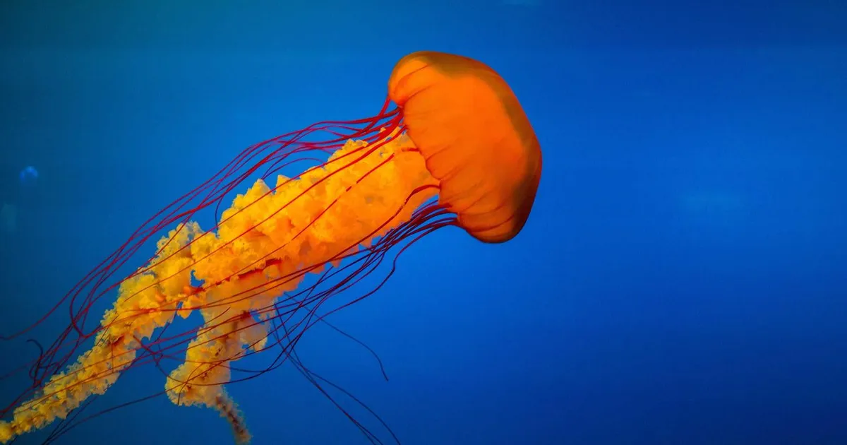 Sådan får du arbejdsvisum til USA i 2026 – dansk guide