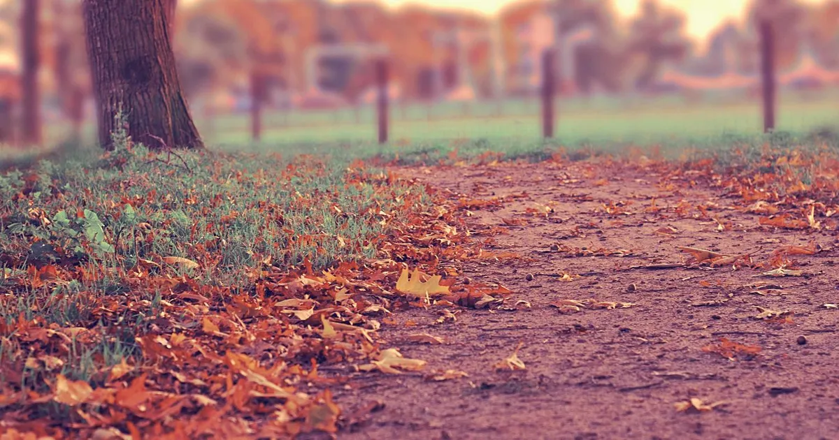 Tolk løn 2026: Hvad tjener en tolk?